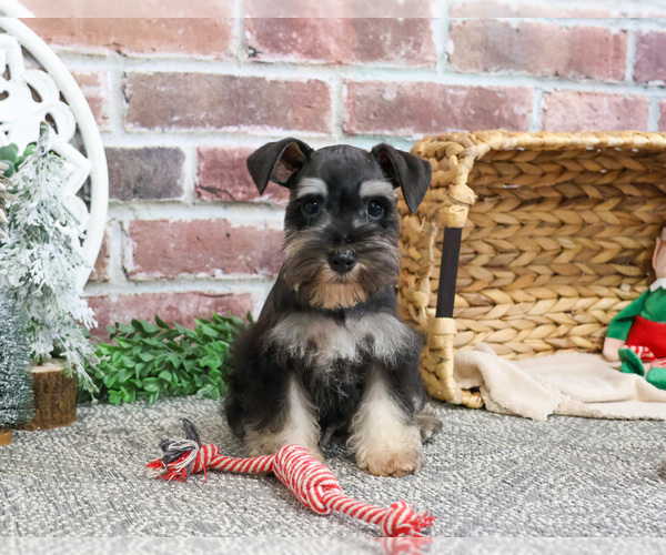Medium Photo #5 Schnauzer (Miniature) Puppy For Sale in SYRACUSE, IN, USA