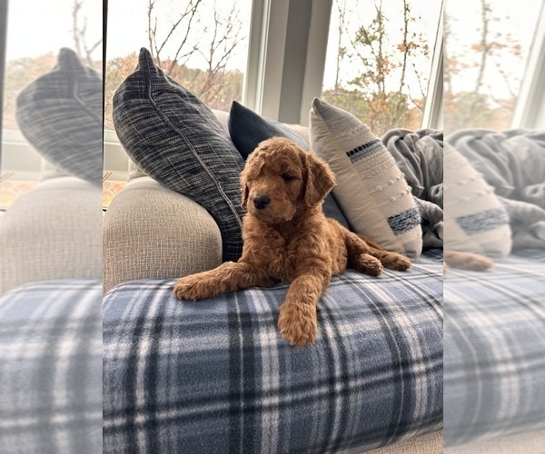 Medium Photo #1 Goldendoodle Puppy For Sale in SALEM, SC, USA