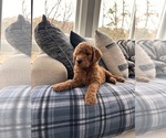 Small Photo #1 Goldendoodle Puppy For Sale in SALEM, SC, USA