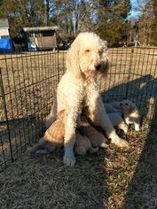 Mother of the Poodle (Standard) puppies born on 12/26/2017