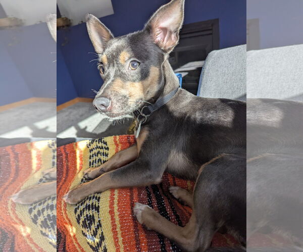 Medium Photo #2 Mutt Puppy For Sale in St. Louis Park, MN, USA