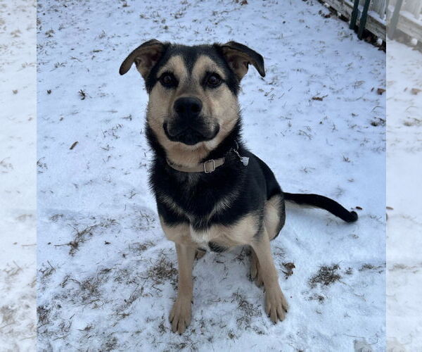 Medium Photo #3 Mutt Puppy For Sale in Brooklyn Center, MN, USA