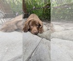 Small #6 Labrador Retriever
