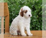 Small #5 Goldendoodle (Miniature)
