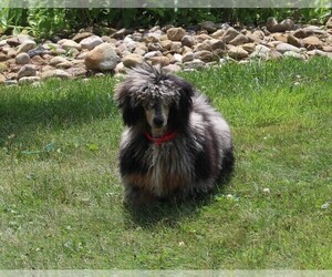 Goldendoodle Puppy for sale in FREDERICKSBURG, OH, USA