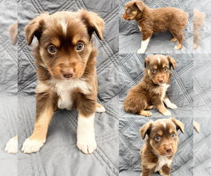 Miniature Australian Shepherd Puppy for sale in BROOKER, FL, USA
