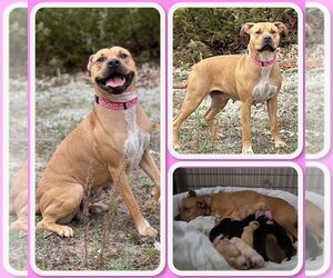 American Pit Bull Terrier-Golden Retriever Mix Dogs for adoption in Traverse City, MI, USA