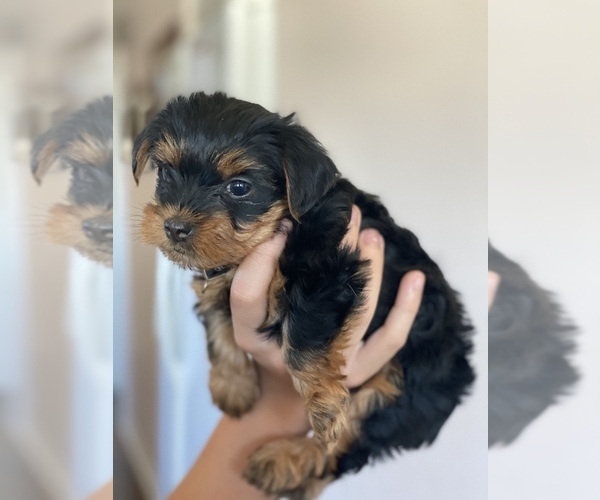 Medium Photo #5 Yorkshire Terrier Puppy For Sale in OAK LAWN, IL, USA