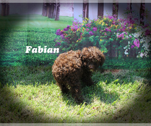 Poodle (Toy) Puppy for sale in CHANUTE, KS, USA