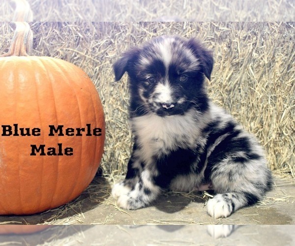 Medium Photo #1 Australian Shepherd Puppy For Sale in CLARKSVILLE, TX, USA