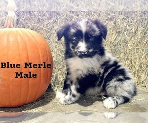 Medium Australian Shepherd