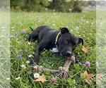Small #1 American Pit Bull Terrier Mix