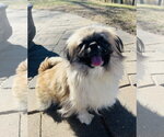 Small Pekingese