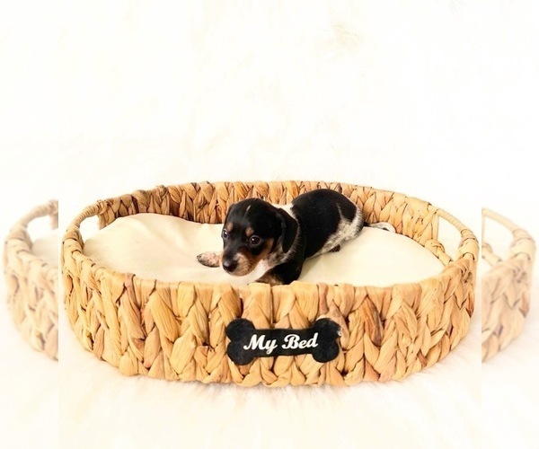 Medium Photo #6 Dachshund Puppy For Sale in DAVIS, CA, USA
