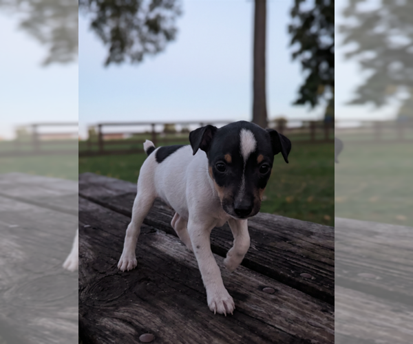 Medium Photo #1 Rat Terrier Puppy For Sale in SHIPSHEWANA, IN, USA