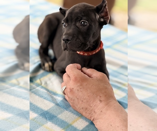 Medium Photo #23 Cane Corso Puppy For Sale in ANDERSON, IN, USA