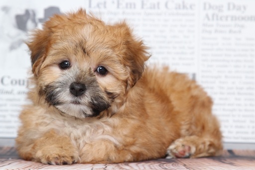 Medium Photo #1 Morkie Puppy For Sale in BEL AIR, MD, USA