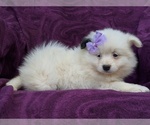 Small Photo #3 Pomeranian Puppy For Sale in CHRISTIANA, PA, USA
