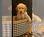 Small Photo #3 Golden Retriever Puppy For Sale in MILES, TX, USA