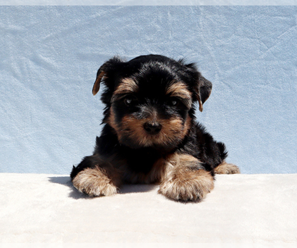 Medium Photo #7 Yorkshire Terrier Puppy For Sale in LOS ANGELES, CA, USA