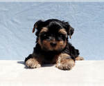 Small #6 Yorkshire Terrier