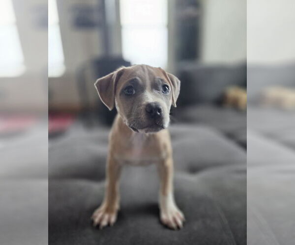 Medium Photo #2 American Pit Bull Terrier-Unknown Mix Puppy For Sale in New London, WI, USA