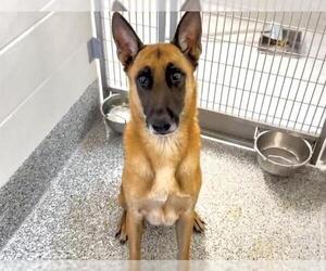 Mutt Dogs for adoption in Houston, TX, USA