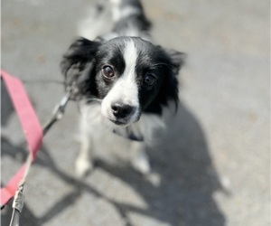 Chiweenie Puppy for sale in TACOMA, WA, USA