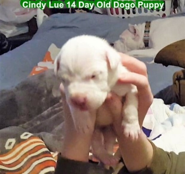 Medium Photo #40 Dogo Argentino Puppy For Sale in PINEVILLE, MO, USA