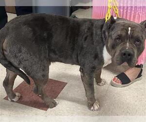 Bulldog Dogs for adoption in Houston, TX, USA