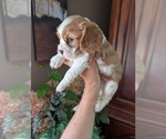 Small Cavalier King Charles Spaniel