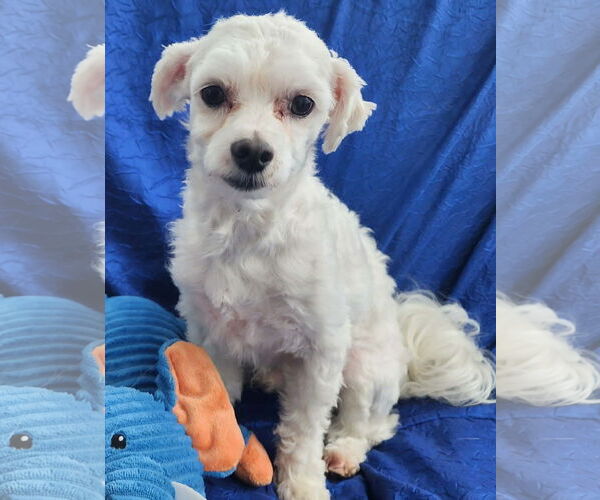 Medium Photo #5 Maltese-Unknown Mix Puppy For Sale in Cuba, NY, USA