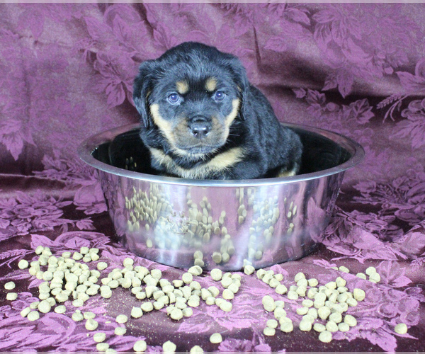 Medium Photo #15 Rottweiler Puppy For Sale in HEMINGWAY, SC, USA