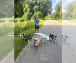 Small #5 American Staffordshire Terrier Mix