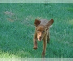 Small Photo #2 Vizsla Puppy For Sale in AMORITA, OK, USA