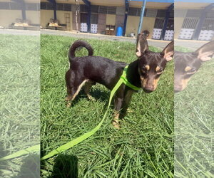 Chihuahua-Unknown Mix Dogs for adoption in Virginia Beach, VA, USA