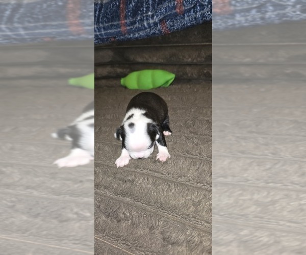 Medium Photo #6 Boston Terrier Puppy For Sale in MITCHELL, IN, USA