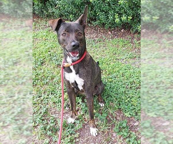 Medium Photo #1 Labrador Retriever-Unknown Mix Puppy For Sale in Fort Lauderdale, FL, USA
