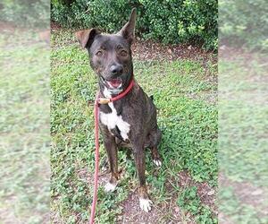Labrador Retriever-Unknown Mix Dogs for adoption in Fort Lauderdale, FL, USA
