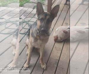 German Shepherd Dog Dogs for adoption in HILLSBORO, OR, USA