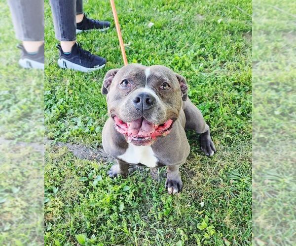 Medium Photo #3 American Staffordshire Terrier Puppy For Sale in Perth Amboy, NJ, USA