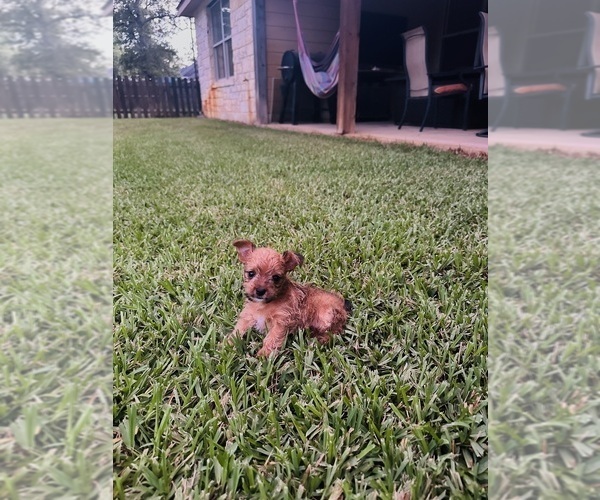 Medium Photo #3 Yorkshire Terrier Puppy For Sale in LA VERNIA, TX, USA