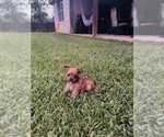 Puppy Molly Yorkshire Terrier