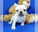 Small Photo #4 French Bulldog Puppy For Sale in MARIONVILLE, MO, USA