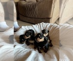 Small #2 Yorkshire Terrier