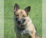 Small #1 German Shepherd Dog