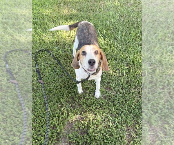 Medium Photo #2 Treeing Walker Coonhound-Unknown Mix Puppy For Sale in Boston, MA, USA
