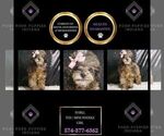 Puppy Sybill Poodle (Miniature)