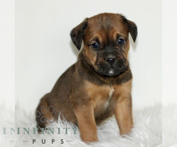 Medium Photo #1 Boxador Puppy For Sale in NEW HOLLAND, PA, USA