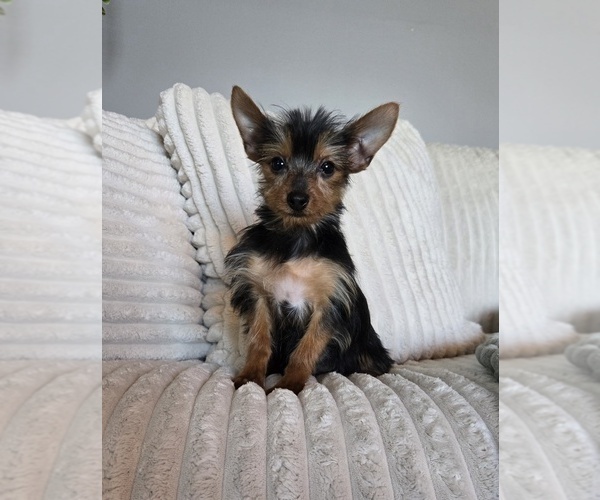 Medium Photo #4 Yorkshire Terrier Puppy For Sale in INDIANAPOLIS, IN, USA